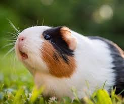 Adorable guinea pig
