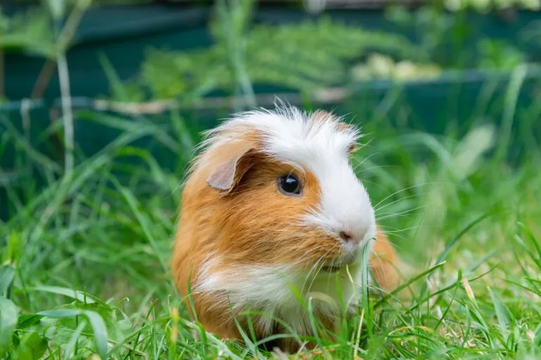 Professional guinea pig photo
