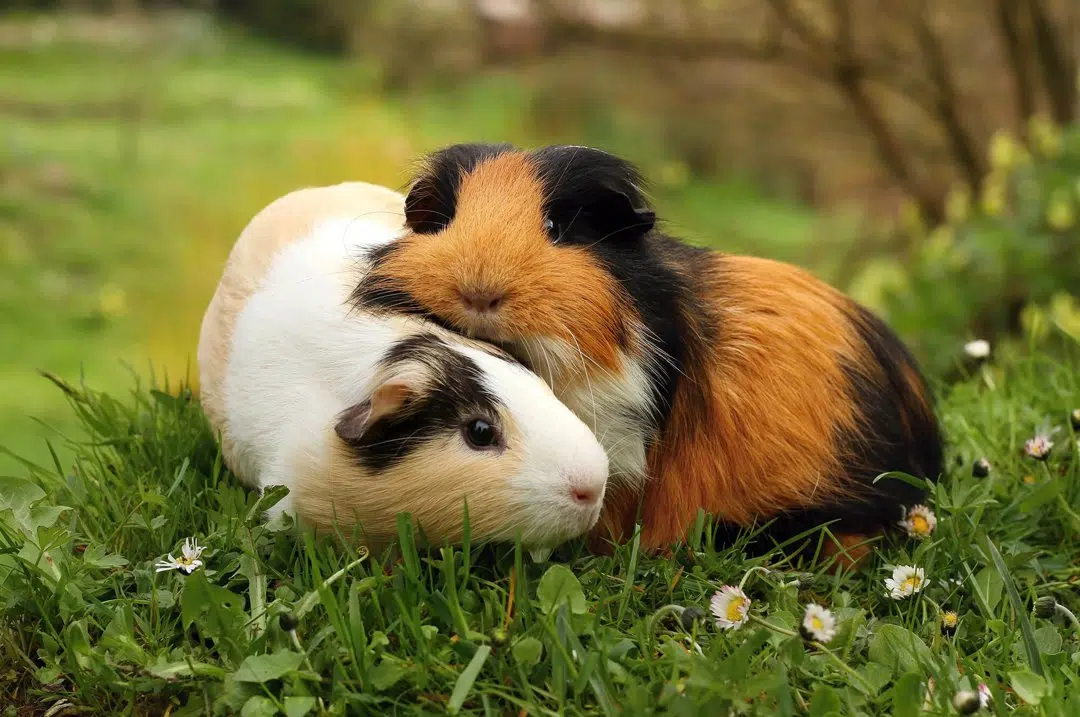 Guinea pig close-up