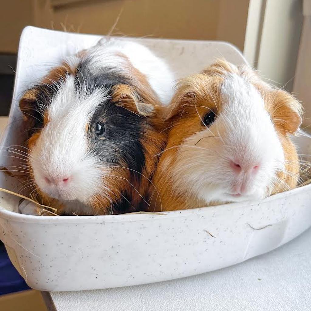 Adorable guinea pig