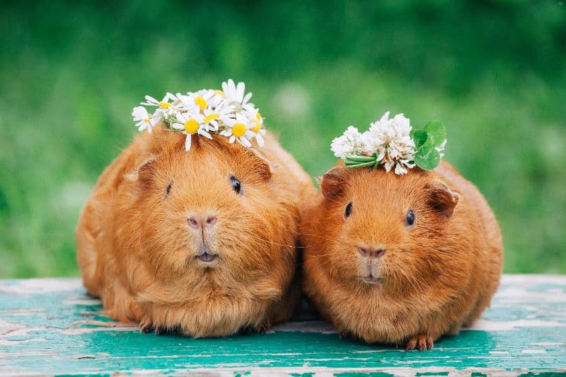 Happy guinea pig portrait