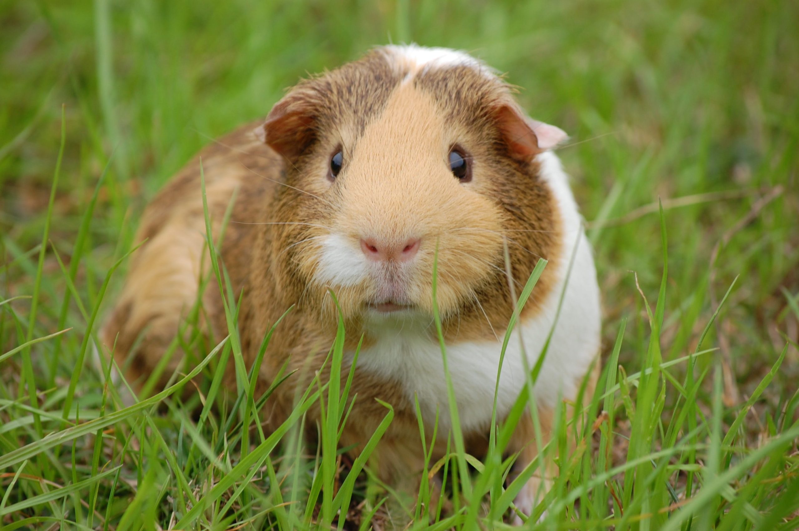 Child laughing with guinea pigs