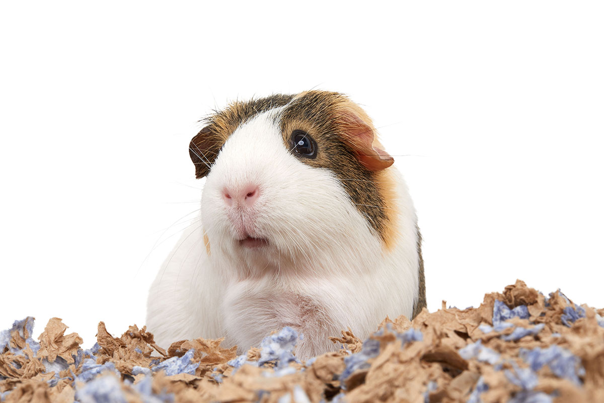 Cute guinea pig close-up