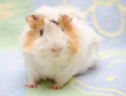 Cute guinea pig portrait