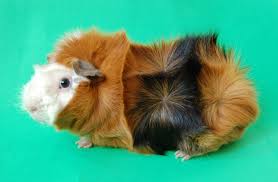 Guinea pig portrait