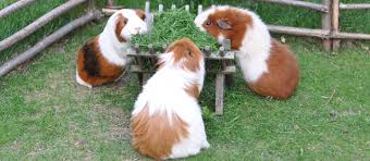 Fluffy guinea pig close-up