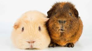 Guinea pig family portrait