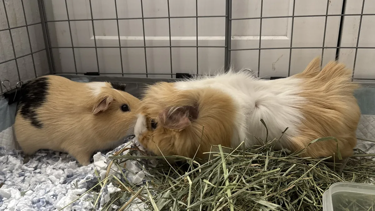 Banana and Creamy, the Guinea Giggles guinea pigs, side by side