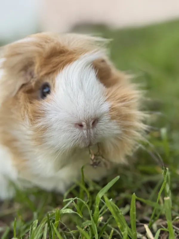 Banana, one of the Guinea Giggles guinea pigs