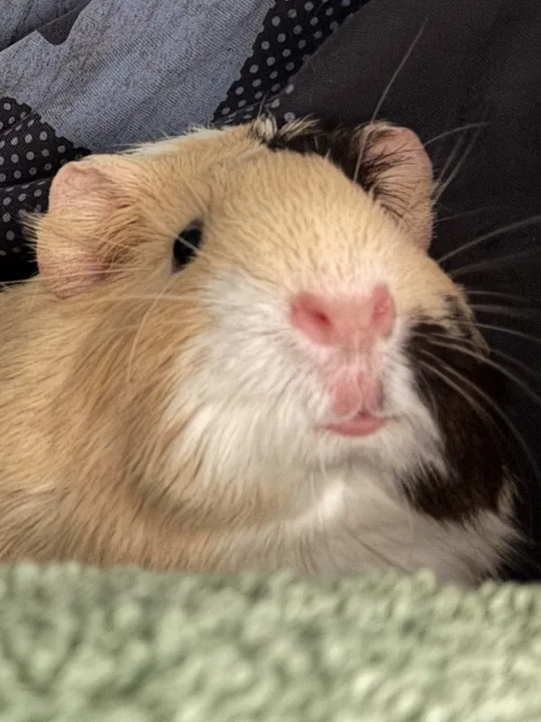 Creamy, one of the Guinea Giggles guinea pigs